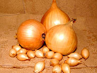 Лук золотистый овальный TOP Onions