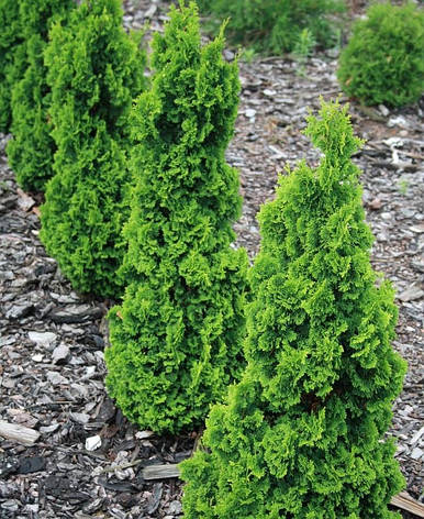 Туя західна Zmatlik 3 річна, Туя західна Зматлик, Thuja occidentalis Zmatlik, фото 2