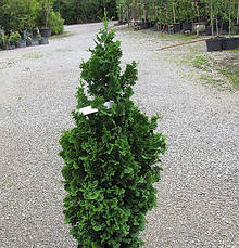 Туя західна Zmatlik 3 річна, Туя західна Зматлик, Thuja occidentalis Zmatlik, фото 3