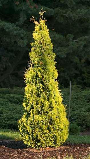 Туя західна Maria Wn 3 річна, Туя західна Марія Вн, Thuja occidentalis Maria Wn