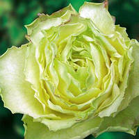 Троянда чайно-гібридна Ківі (Kiwi) сажанець