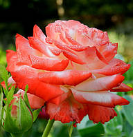 Троянда Імператриця (Imperatrice) сажанець