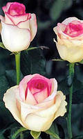 Троянда чайно-гібридна Дольче Віта нова (Dolce Vita New) сажанець