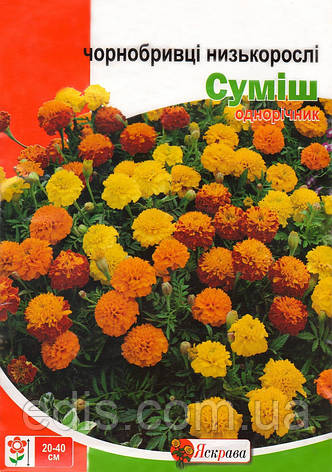 Чорнобривці низькорослі суміш 0,5 г, насіння Яскрава, фото 2