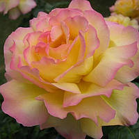 Троянда чайно-гібридна Глорія Дей (Gloria Dei) сажанець