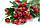 Глід плоди 100 грамів (Crataegus monogyna), фото 4