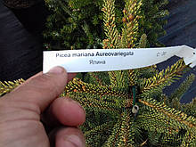 Picea mariana 'Aureovariegata,ель Aureovariegata