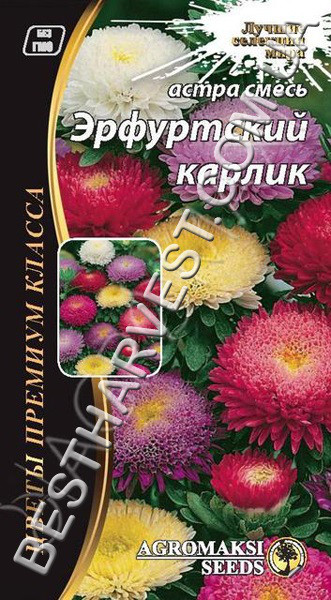 Насіння квітів Астра "Ефуртський карлик" 0.2 грам