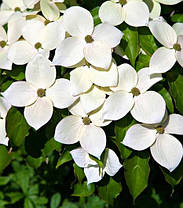 Дерен коуза "Мілкі Вей" \ Cornus kousa 'Milky Way' ( саджанці 2 роки ) Дерен китайський, фото 3