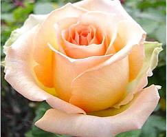 Троянда чайно-гібридна Версилія (Versilia) сажанець