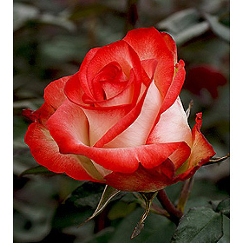 Троянда чайно-гібридна Блаш (Blush) сажанець, фото 1