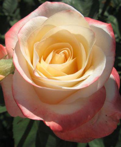 Троянда чайно-гібридна Белла Перла (Belle Perle) сажанець, фото 1