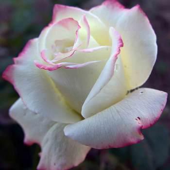 Троянда чайно-гібридна Атена (Athena) саженець, фото 1