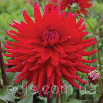 Жоржина Кактусова Acapulco