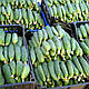 Насіння огірка Спарта F1 Nunhems 1000 насіння, фото 2