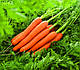 Насіння Моркві Лагуна F1  25 000  (1.8-2.0мм) насіння Nunhems, фото 2