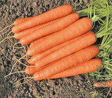 Насіння моркви Романс F1 100.000 насіння 1.6-1.8 мм Nunhems