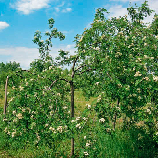 Саджанці Горобини плакучої - Sorbus aucuparia Pendula