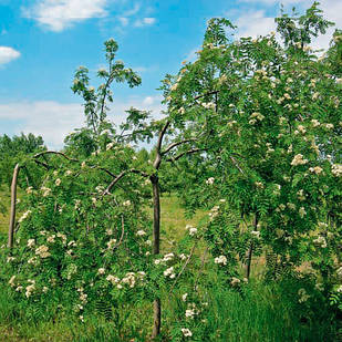 Саджанці Горобини плакучої - Sorbus aucuparia Pendula