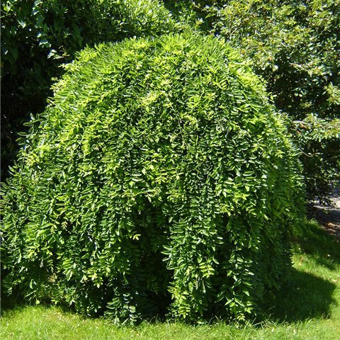 Саджанці Софори японської плакучої (Sophora japonika pendula), фото 1