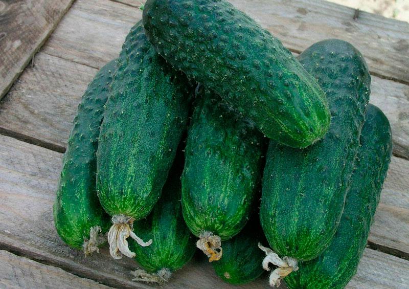 Насіння огірка сорт Борус F1 10 г, Агролиния