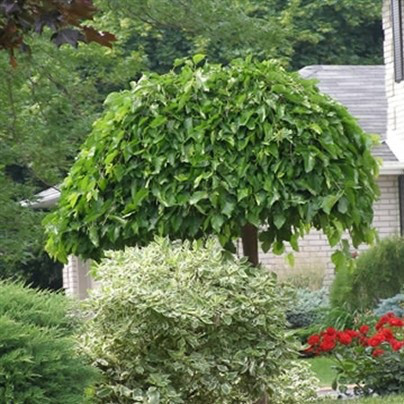 Саджанці Шовковиці плакучої - Morus Pendula, фото 1