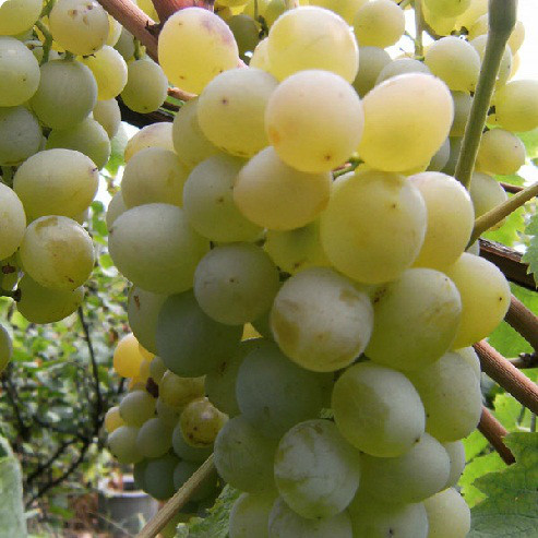 Саджанці Винограду Мускат Італії - середнього терміну, урожайний, великоплідний