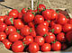 Насіння томату Солероссо F1 5000 насіння Nunhems, фото 2