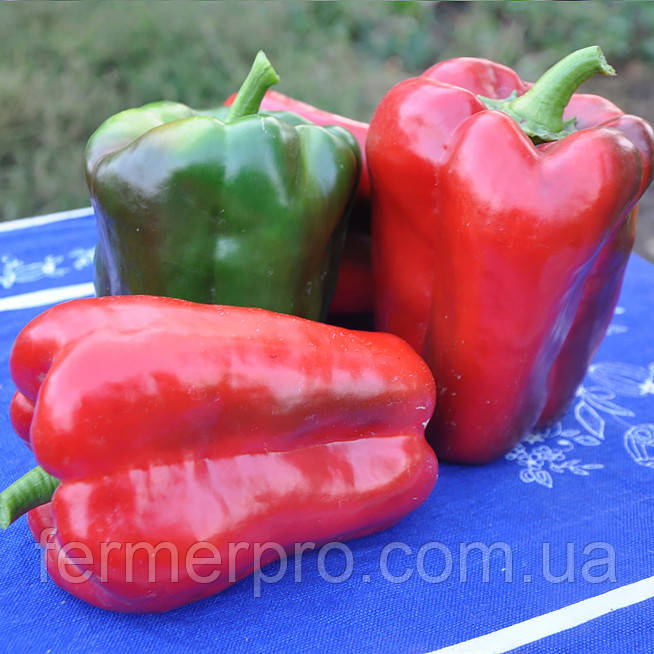 Насіння перцю Вівальді F1 1000 насіння Hazera, фото 1