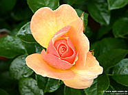 Саджанці троянди "Хандедстат Зрісток", фото 2