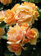 Саджанці троянди "Хандедстат Зрісток", фото 4