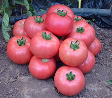 Рожевий індетермінантний томат