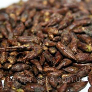 Береза Бородавчаста Бруньки (береза бородавчаста), 50г, фото 1