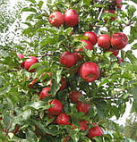 Розела. (P14). Зимовий сорт. Однорічний, фото 2