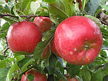 Яблуня Розела. (P14). Зимовий сорт. Однорічний. (вв), фото 3