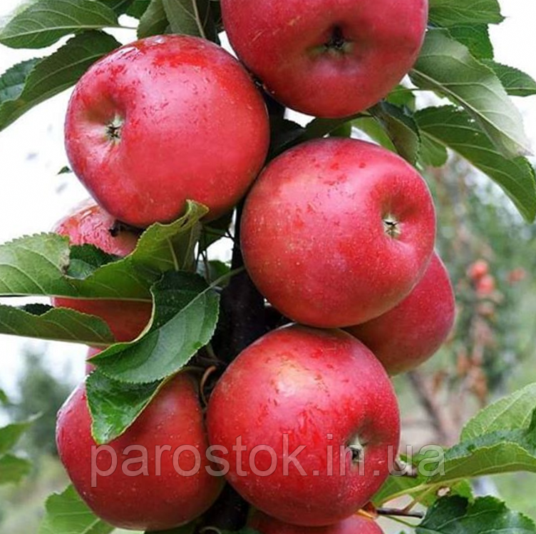 Розела. (P14). Зимовий сорт. Однорічний, фото 1