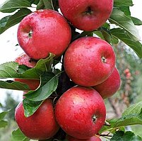 Яблуня Розела. (М 26). Зимовий сорт