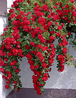 Трояндиста Фламентантц (Flammentanz) саженець 2-х років