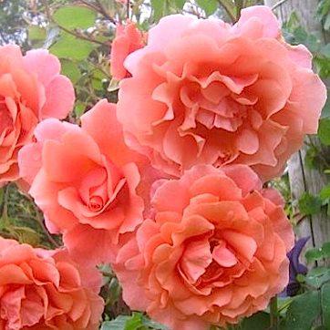 Саженець Троянда плетисті Рожеві перли (Pink Perls) 6 шт., фото 1