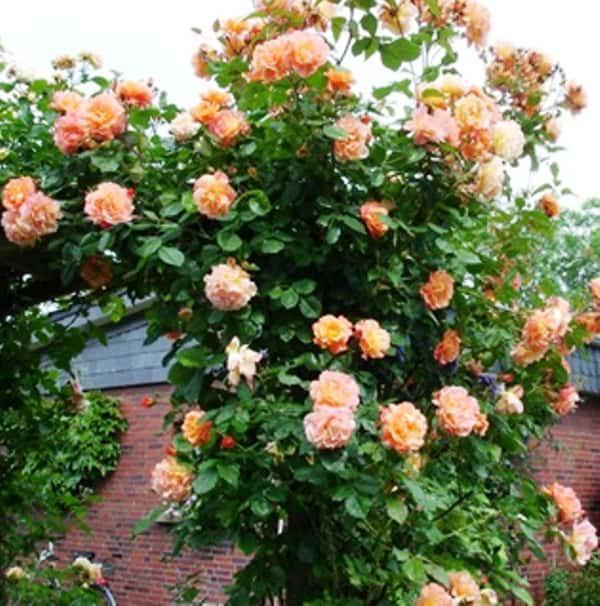 Саджанець Троянда плетиста Повна Місяць (Full Moon) сажанець 2-х років, фото 1