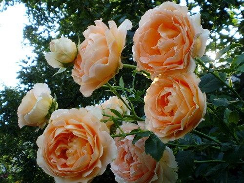 Саджанець Троянда плетиста Полька (Polka), фото 1