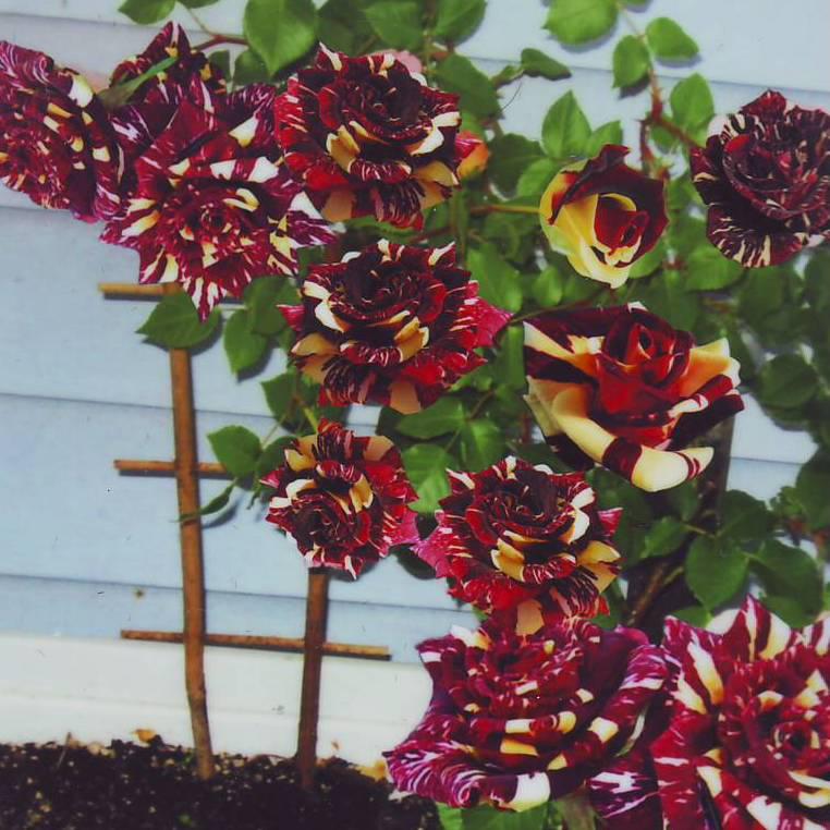 Саджанець Троянда плетиста Абракандабра, фото 1