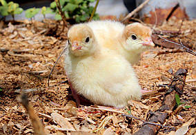 Комбікорм для індичка "Старт" від 0 до 35 днів ТМ "ComFerma"