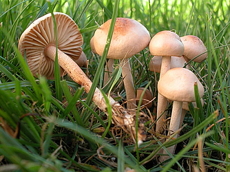 Гриби Опень заморожені, мінімальна фасовка для замовлення 2,5 кг, у ящику 9 кг