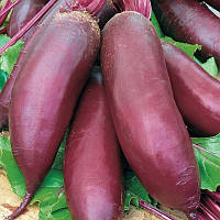 Буряк циліндрична