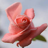 Троянда Дольче Віта. (с). Чайно-гібридна троянда., фото 4