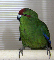 Новозеландский попугай, Какарик зеленый