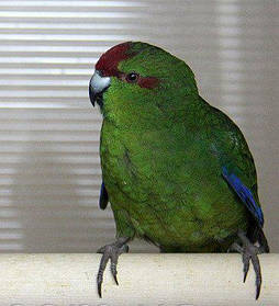 Новозеландський папуга, Какарик зелений