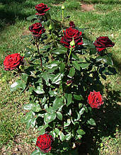 Троянда Блек Мейджик (Black Magic) чайно-гібридна