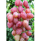 Саджанці Винограду Розалінда - дуже раннього терміну, урожайний, зимостійкий, фото 2